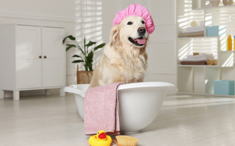 Kąpiel psa – jak, kiedy i czym myć swojego pupila, aby zadbać o jego zdrowie i sierść